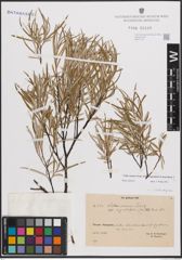 Foto von Salix elaeagnos subsp. angustifolia (Cariot & St-Lag.) Rech. f.
